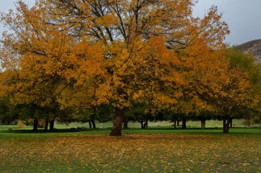 Sarı ağaçlı, yeşil ve bulutlu güzel sonbahar manzarası. Düşen yapraklar parkın arka planında renkli yapraklar bırakır.
