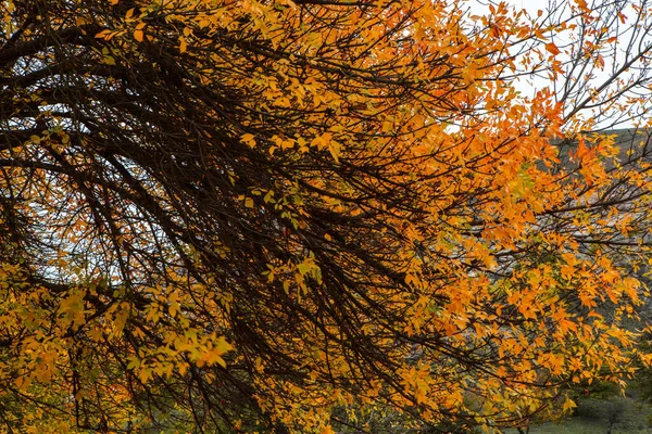 美丽的秋天风景 绿树成荫 云彩斑斓 落叶自然背景公园里色彩斑斓的树叶 — 图库照片