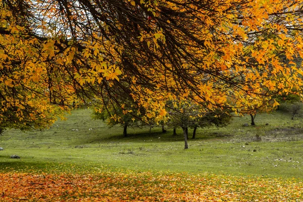 Bela Paisagem Outono Com Árvores Amarelas Verdes Nuvens Folhas Caindo — Fotografia de Stock