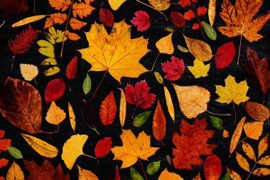 Sarı sonbahar akçaağaç yaprakları. Kırmızı-sarı yapraklı sonbahar konsepti. Parlak renkli yapraklar