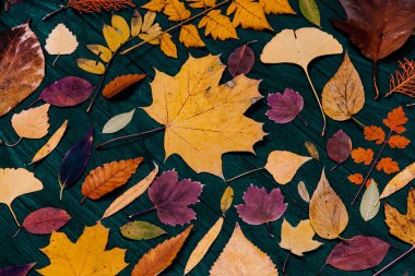 Sarı sonbahar akçaağaç yaprakları. Kırmızı-sarı yapraklı sonbahar konsepti. Parlak renkli yapraklar