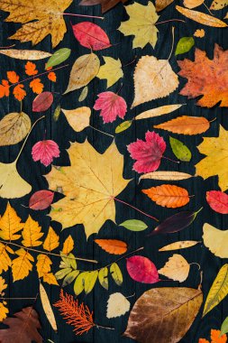 Sarı sonbahar akçaağaç yaprakları. Kırmızı-sarı yapraklı sonbahar konsepti. Parlak renkli yapraklar