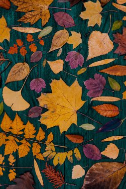 Sarı sonbahar akçaağaç yaprakları. Kırmızı-sarı yapraklı sonbahar konsepti. Parlak renkli yapraklar