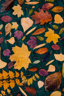 Sarı sonbahar akçaağaç yaprakları. Kırmızı-sarı yapraklı sonbahar konsepti. Parlak renkli yapraklar