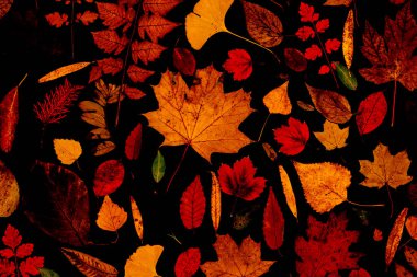 Sarı sonbahar akçaağaç yaprakları. Kırmızı-sarı yapraklı sonbahar konsepti. Parlak renkli yapraklar