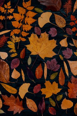 Sarı sonbahar akçaağaç yaprakları. Kırmızı-sarı yapraklı sonbahar konsepti. Parlak renkli yapraklar