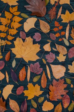 Sarı sonbahar akçaağaç yaprakları. Kırmızı-sarı yapraklı sonbahar konsepti. Parlak renkli yapraklar