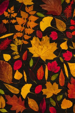 Sarı sonbahar akçaağaç yaprakları. Kırmızı-sarı yapraklı sonbahar konsepti. Parlak renkli yapraklar