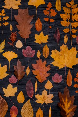 Sarı sonbahar akçaağaç yaprakları. Kırmızı-sarı yapraklı sonbahar konsepti. Parlak renkli yapraklar