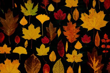 Sarı sonbahar akçaağaç yaprakları. Kırmızı-sarı yapraklı sonbahar konsepti. Parlak renkli yapraklar