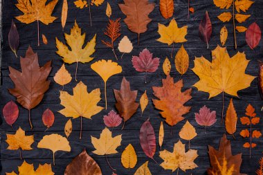 Sarı sonbahar akçaağaç yaprakları. Kırmızı-sarı yapraklı sonbahar konsepti. Parlak renkli yapraklar