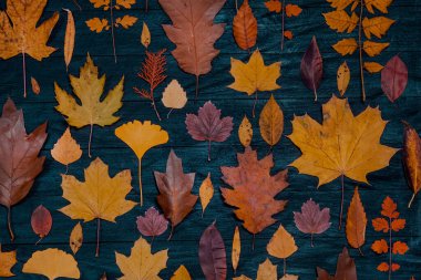 Sarı sonbahar akçaağaç yaprakları. Kırmızı-sarı yapraklı sonbahar konsepti. Parlak renkli yapraklar