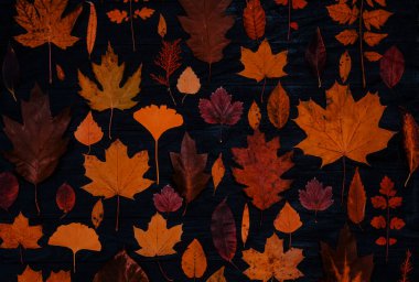 Sarı sonbahar akçaağaç yaprakları. Kırmızı-sarı yapraklı sonbahar konsepti. Parlak renkli yapraklar