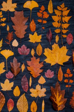 Sarı sonbahar akçaağaç yaprakları. Kırmızı-sarı yapraklı sonbahar konsepti. Parlak renkli yapraklar