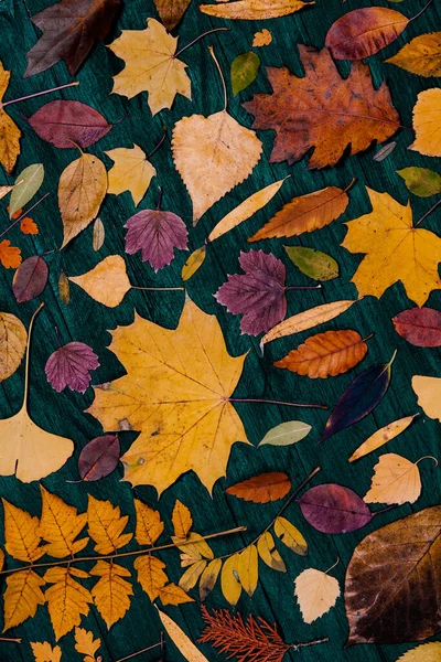 Gelber Herbst Ahorn Blättert Kompositionen Herbstkonzept Mit Rot Gelbem Laubhintergrund — Stockfoto
