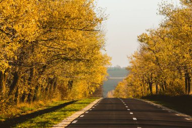 Güzel ağaçların arasında güzel bir yol. Sonbaharda bir köy yolu. Parkta sonbahar. Boş yarış pisti.