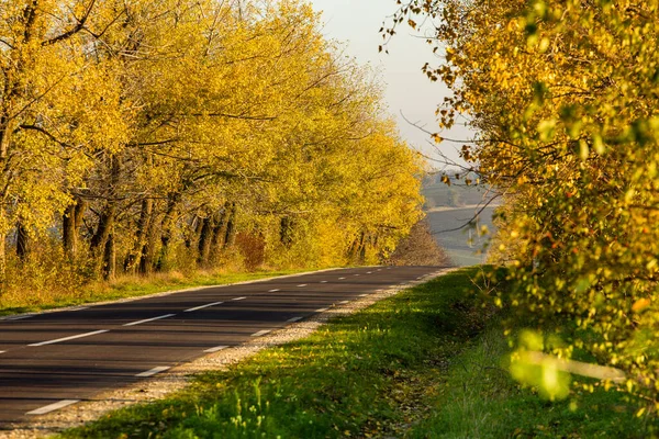 Прекрасна Дорога Прекрасних Деревах Сільська Дорога Восени Осінь Парку Порожня — стокове фото