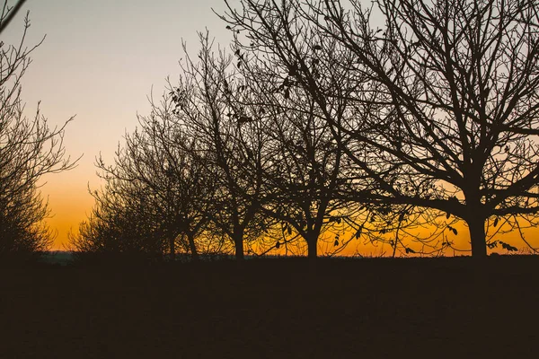 Silhueta Árvore Seca Fundo Céu Ramos Árvores Hora Inverno Jardim — Fotografia de Stock