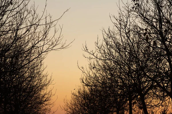 Silhueta Árvore Seca Fundo Céu Ramos Árvores Hora Inverno Jardim — Fotografia de Stock