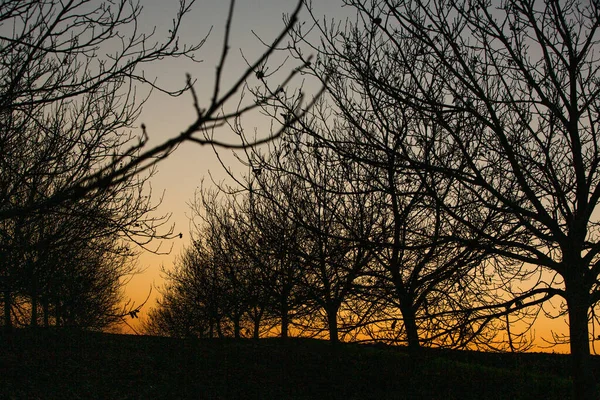 Silueta Árbol Seco Sobre Fondo Del Cielo Ramas Árboles Invierno — Foto de Stock