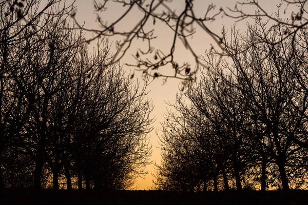 空の背景にシルエット乾燥した木 木の枝 庭の冬時間 — ストック写真