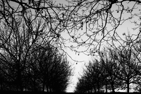 Silueta Árbol Seco Sobre Fondo Del Cielo Ramas Árboles Invierno —  Fotos de Stock