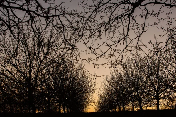 空の背景にシルエット乾燥した木 木の枝 庭の冬時間 — ストック写真