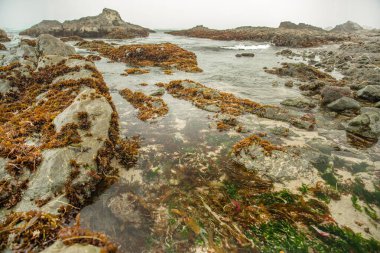 Kaliforniya 'nın Monterey şehrindeki Pasifik Okyanusu kıyısında. Amerika Birleşik Devletleri. Güneşli bir günde güzel bir sahil. Okyanus manzarası.