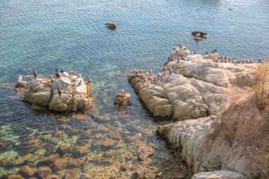 Kaliforniya 'nın Monterey şehrindeki Pasifik Okyanusu kıyısında. Amerika Birleşik Devletleri. Güneşli bir günde güzel bir sahil. Okyanus manzarası.