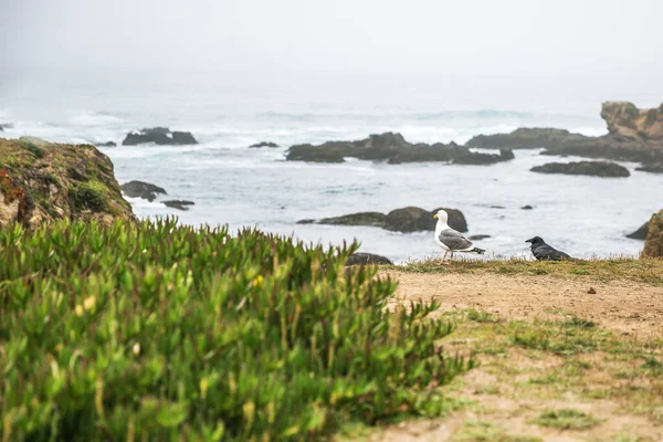 Côte Océan Pacifique Dans Ville Monterey Californie États Unis Amérique — Photo