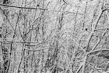 Avrupa ormanlarındaki güzel kış manzarası. Ağaçlardaki kar. Esrarengiz ve şaşırtıcı kış doğası siyah beyaz. Buzlu ağaçların dalları.