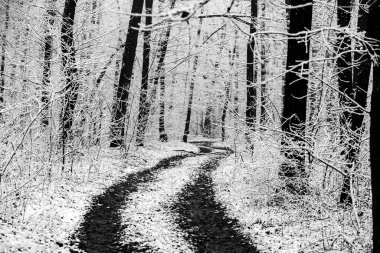 Avrupa ormanlarındaki güzel kış manzarası. Ağaçlardaki kar. Esrarengiz ve şaşırtıcı kış doğası siyah beyaz. Buzlu ağaçların dalları.