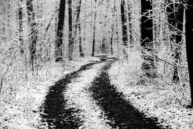 Avrupa ormanlarındaki güzel kış manzarası. Ağaçlardaki kar. Esrarengiz ve şaşırtıcı kış doğası siyah beyaz. Buzlu ağaçların dalları.