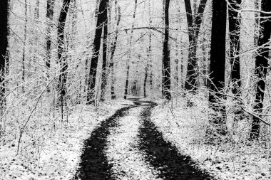 Avrupa ormanlarındaki güzel kış manzarası. Ağaçlardaki kar. Esrarengiz ve şaşırtıcı kış doğası siyah beyaz. Buzlu ağaçların dalları.