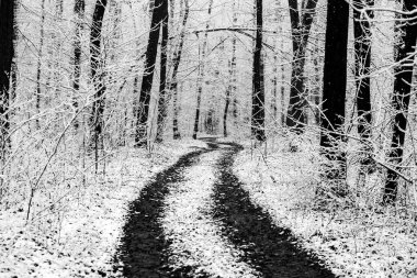 Avrupa ormanlarındaki güzel kış manzarası. Ağaçlardaki kar. Esrarengiz ve şaşırtıcı kış doğası siyah beyaz. Buzlu ağaçların dalları.