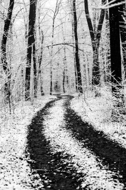 Avrupa ormanlarındaki güzel kış manzarası. Ağaçlardaki kar. Esrarengiz ve şaşırtıcı kış doğası siyah beyaz. Buzlu ağaçların dalları.