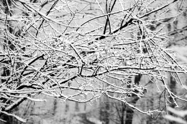 Avrupa ormanlarındaki güzel kış manzarası. Ağaçlardaki kar. Esrarengiz ve şaşırtıcı kış doğası siyah beyaz. Buzlu ağaçların dalları.
