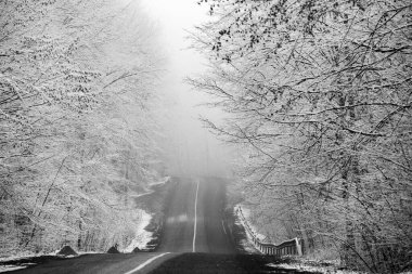 Avrupa ormanlarındaki güzel kış manzarası. Ağaçlardaki kar. Esrarengiz ve şaşırtıcı kış doğası siyah beyaz. Buzlu ağaçların dalları.