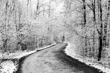 Avrupa ormanlarındaki güzel kış manzarası. Ağaçlardaki kar. Esrarengiz ve şaşırtıcı kış doğası siyah beyaz. Buzlu ağaçların dalları.