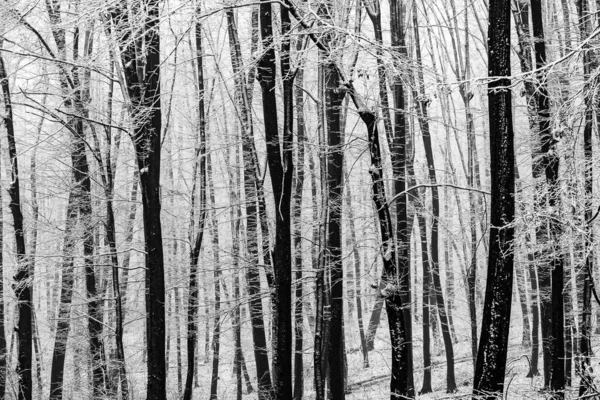 Een Prachtige Mistige Winterochtend Het Bos — Stockfoto