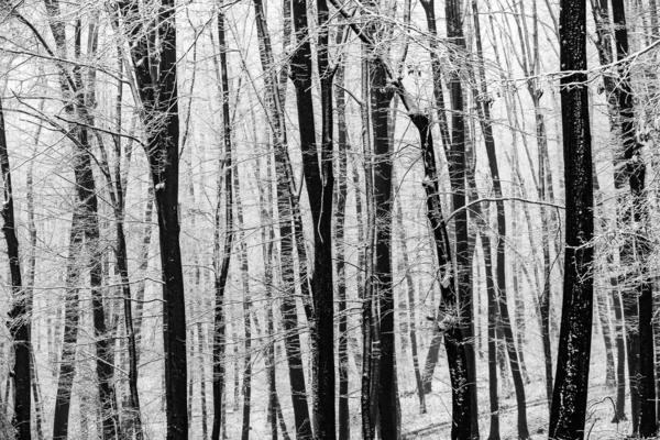 Una Bella Mattina Inverno Nebbioso Nella Foresta — Foto Stock