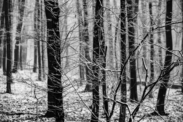 Ein Schöner Nebliger Wintermorgen Wald — Stockfoto