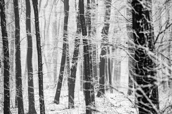 Bellissimo Paesaggio Invernale Nella Foresta Europea Neve Sugli Alberi Natura — Foto Stock