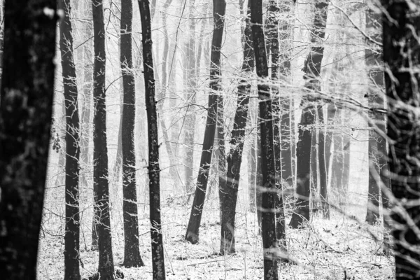 Schöne Winterlandschaft Europäischen Wald Schnee Auf Den Bäumen Rätselhafte Und — Stockfoto