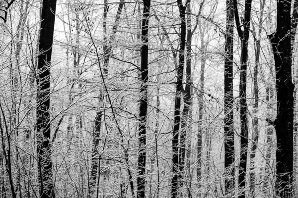 Prachtig Winterlandschap Het Europese Bos Sneeuw Bomen Enigmatische Verbazingwekkende Winter — Stockfoto