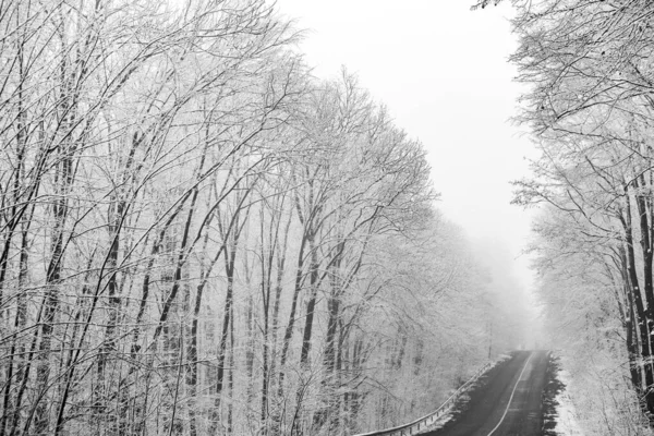 Зимний Пейзаж Европейском Лесу Снег Деревьях Загадочная Удивительная Зимняя Природа — стоковое фото