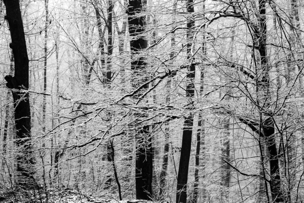 Bellissimo Paesaggio Invernale Nella Foresta Europea Neve Sugli Alberi Natura — Foto Stock