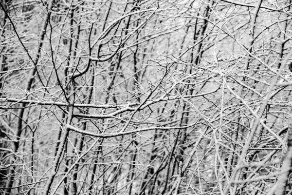 Prachtig Winterlandschap Het Europese Bos Sneeuw Bomen Enigmatische Verbazingwekkende Winter — Stockfoto