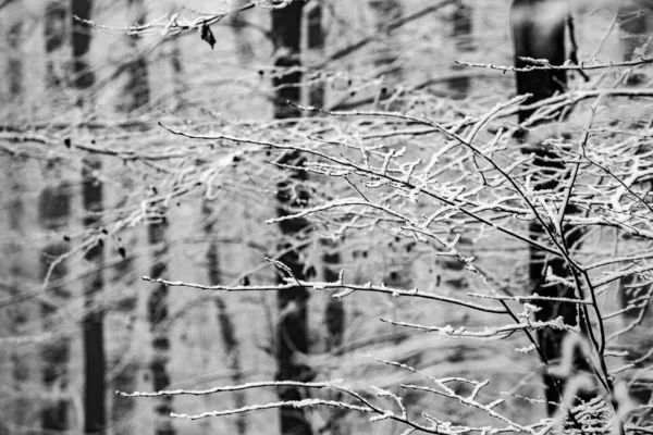 Prachtig Winterlandschap Het Europese Bos Sneeuw Bomen Enigmatische Verbazingwekkende Winter — Stockfoto