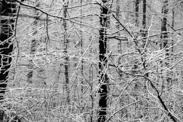 Prachtig Winterlandschap Het Europese Bos Sneeuw Bomen Enigmatische Verbazingwekkende Winter — Stockfoto